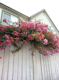 Low angle view of pink flowers blooming on tree