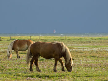 Beach and horses on juist