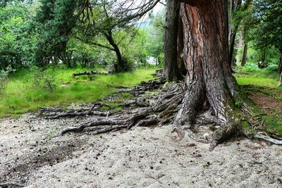 Trees in forest