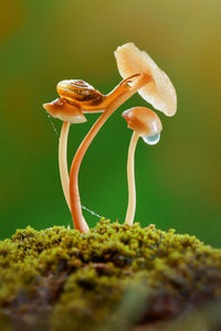 Close-up of a lizard on a plant