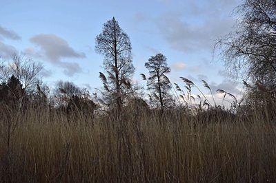 Plants growing on landscape against sky