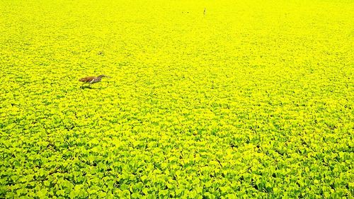 Flock of sheep on field