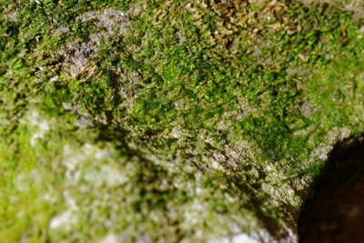 Close-up of moss growing on tree trunk