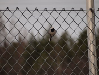 Close-up of bird perching on chainlink fence