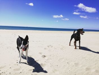 Dogs at beach on sunny day