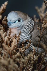 Close-up of bird