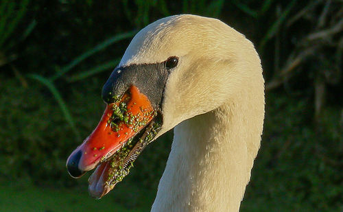 Close-up of swan