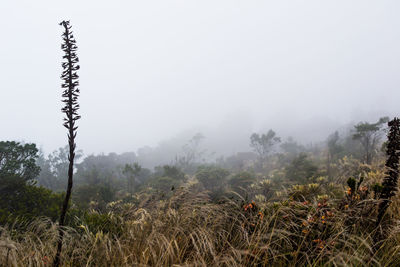 Trees in foggy weather