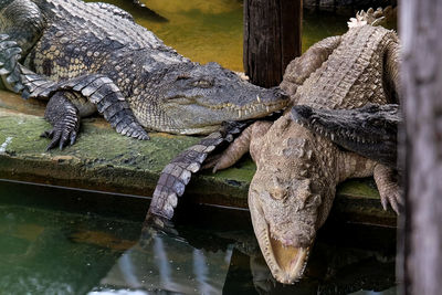 Albino crocodile  at crocodile-farm siem reap cambodia.