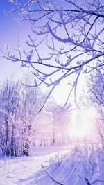 Bare trees against sky during winter