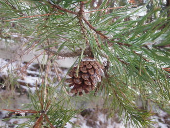 Close-up of pine tree during winter