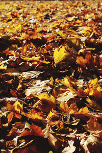 Full frame shot of autumnal leaves on field