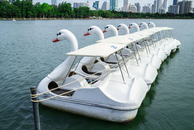 Swans on a boat