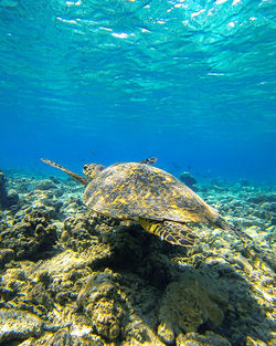 View of fish swimming underwater