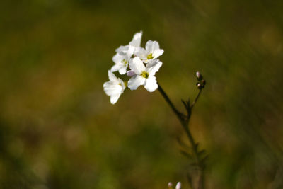 Close-up of insect on white flower