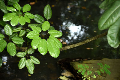 High angle view of leaves over lake