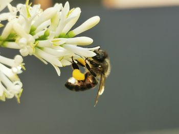 Close-up of insect on flower