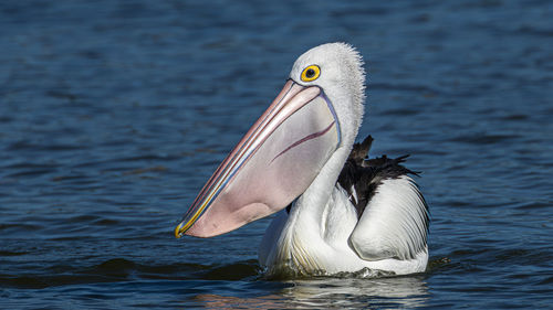 Pelican swimming in lake