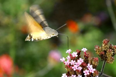 Close-up of butterfly pollinating on flower