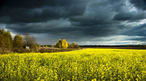 Scenic view of oilseed rape field against cloudy sky