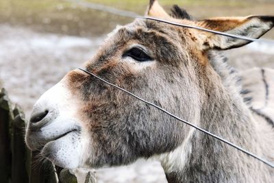 Close-up of horse on field