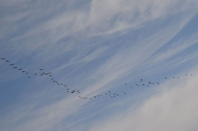 Low angle view of birds flying in sky