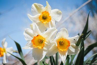 Close-up of white flower