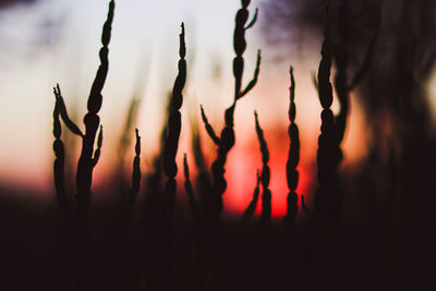 Silhouette plants against sky during sunset