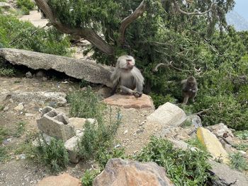 Monkey sitting on rock