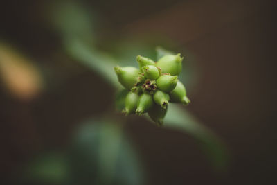 Close-up of rose bud growing outdoors