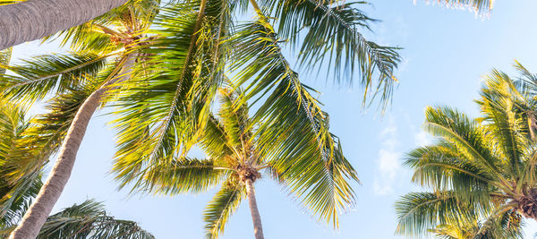 Low angle view of palm trees against sky