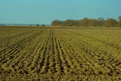 Scenic view of field against clear sky