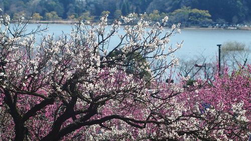 View of flowers in pond