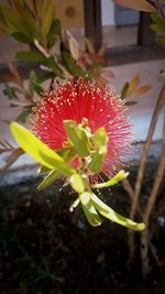 Close-up of red flower blooming outdoors