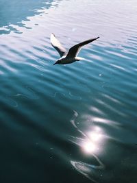 Bird flying over sea