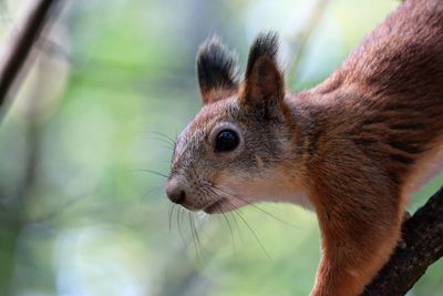 Close-up of squirrel