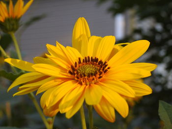 Close-up of sunflower