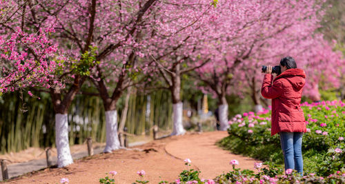 Rear view of woman photographing with pink flowers