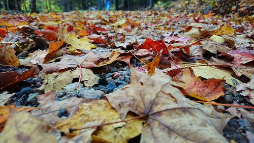 Close-up of autumn leaves on field