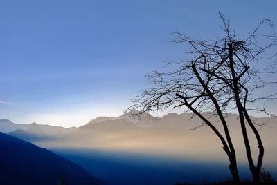 Bare tree against blue sky during sunset