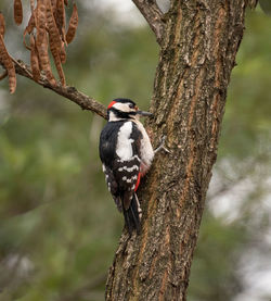 Close-up of bird perching on tree trunk