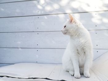 Close-up of white cat sitting outdoors