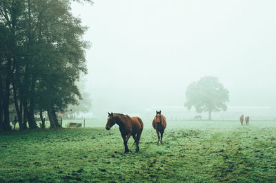 Horses standing on field