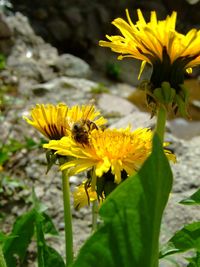 Close-up of bee pollinating on yellow flower