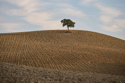 Lonely tree in tuscany field