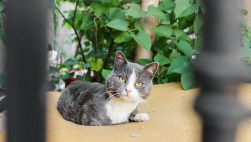 Close-up portrait of cat