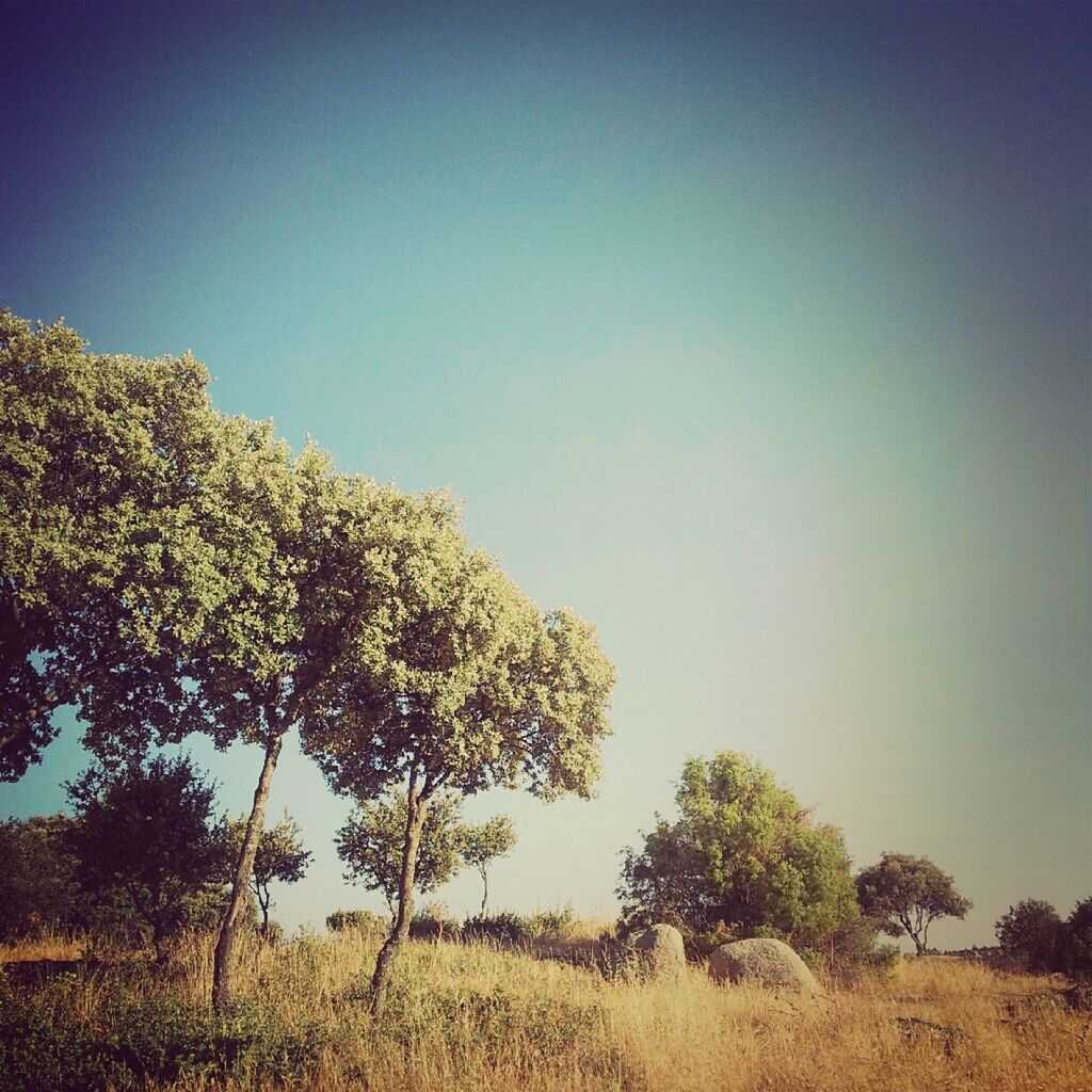 clear sky, tree, copy space, tranquility, tranquil scene, growth, beauty in nature, scenics, nature, blue, landscape, field, grass, non-urban scene, sky, plant, day, outdoors, idyllic, no people