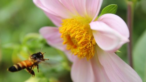 Close-up of bee pollinating on pink flower