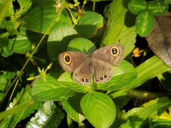 Close-up of butterfly on plant