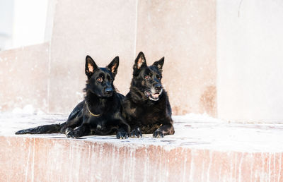 Portrait of black dog sitting outdoors